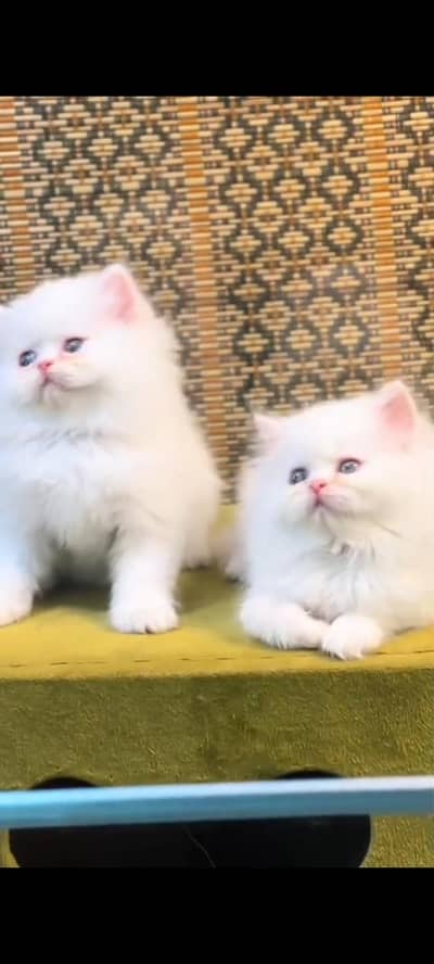 Quality Persian Punch Face cat &kittens 03476305771 WhatsApp