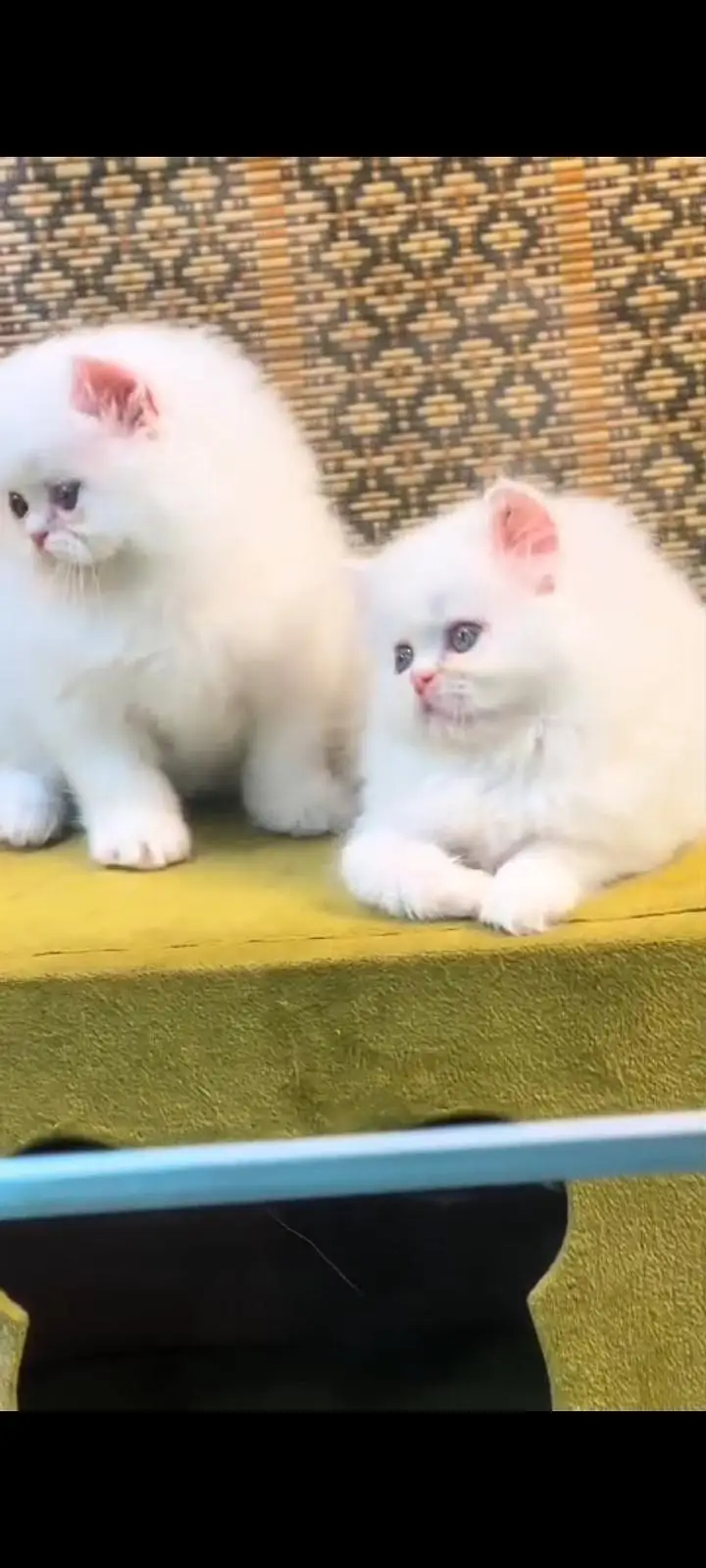Quality Persian Punch Face cat &kittens 03476305771 WhatsApp — photo 2