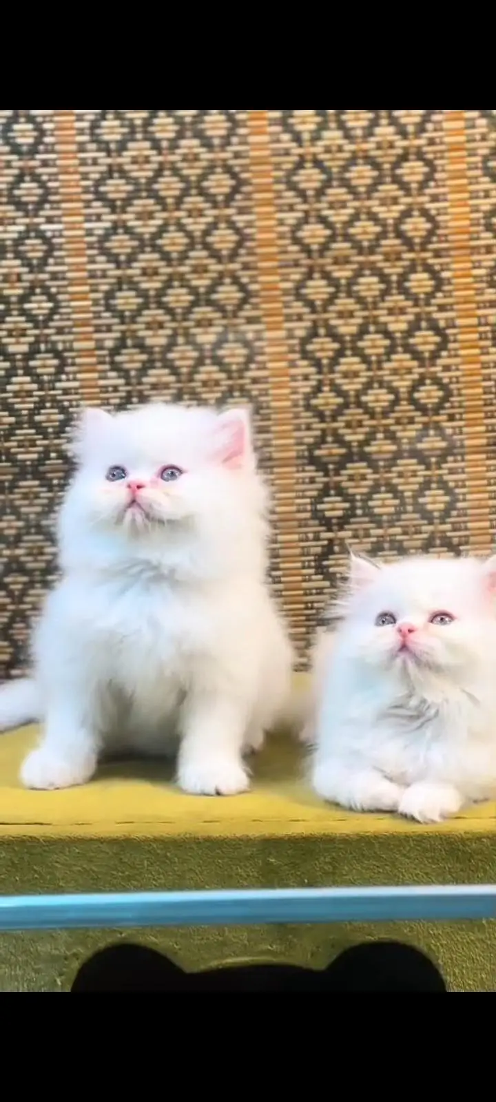 Quality Persian Punch Face cat &kittens 03476305771 WhatsApp — photo 3