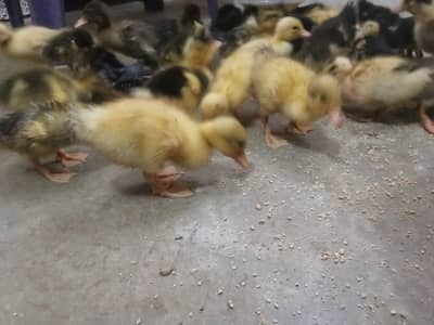 day 1 to 3 month duck for sell home delivery