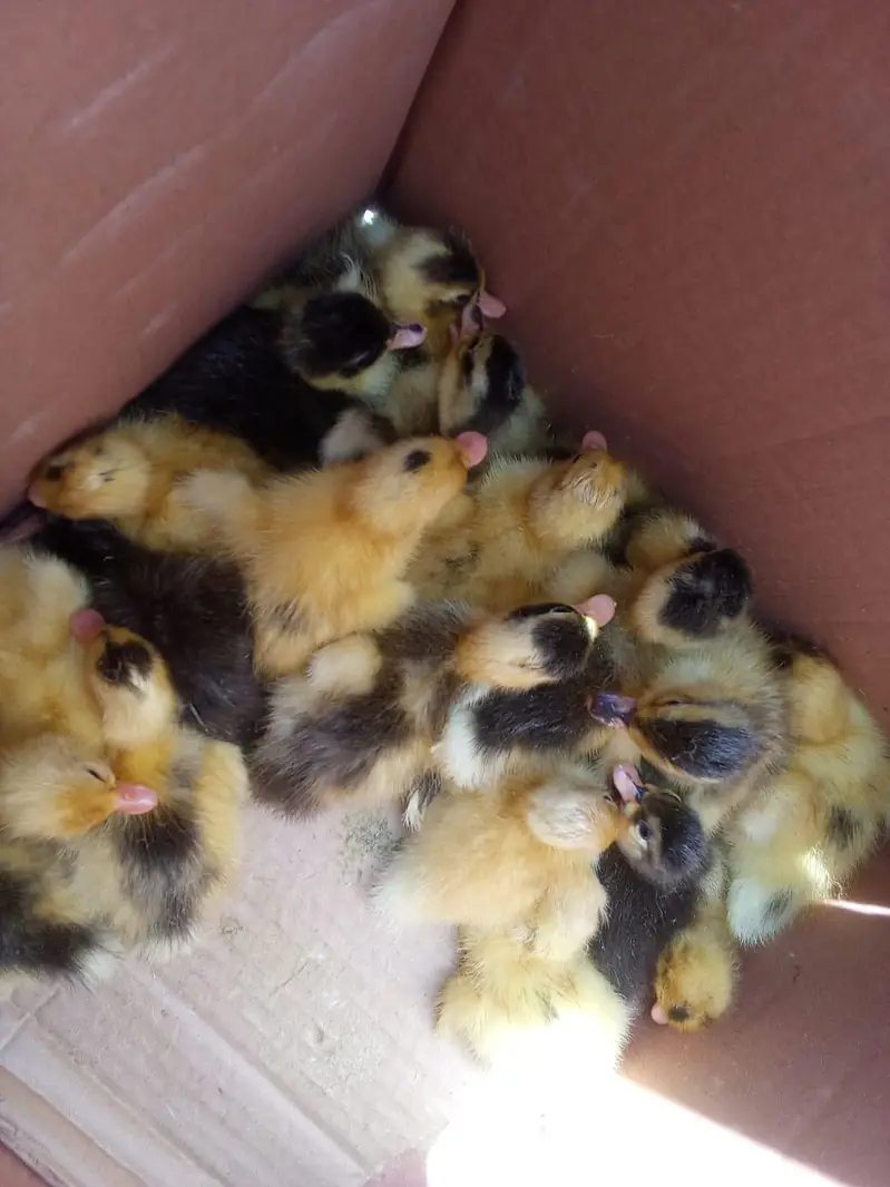 day 1 to 3 month duck for sell home delivery — photo 2