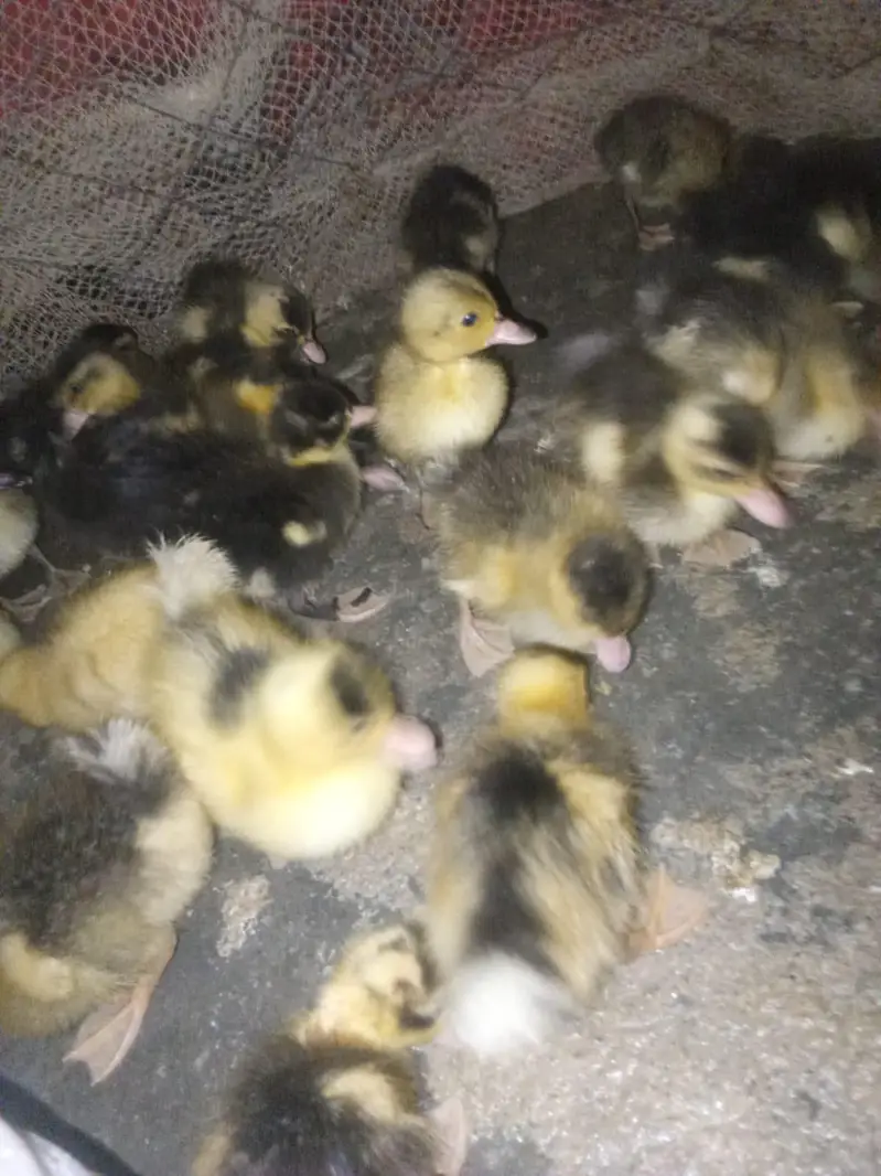 day 1 to 3 month duck for sell home delivery — photo 3