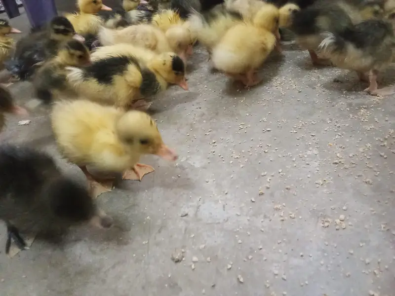 day 1 to 3 month duck for sell home delivery — photo 4