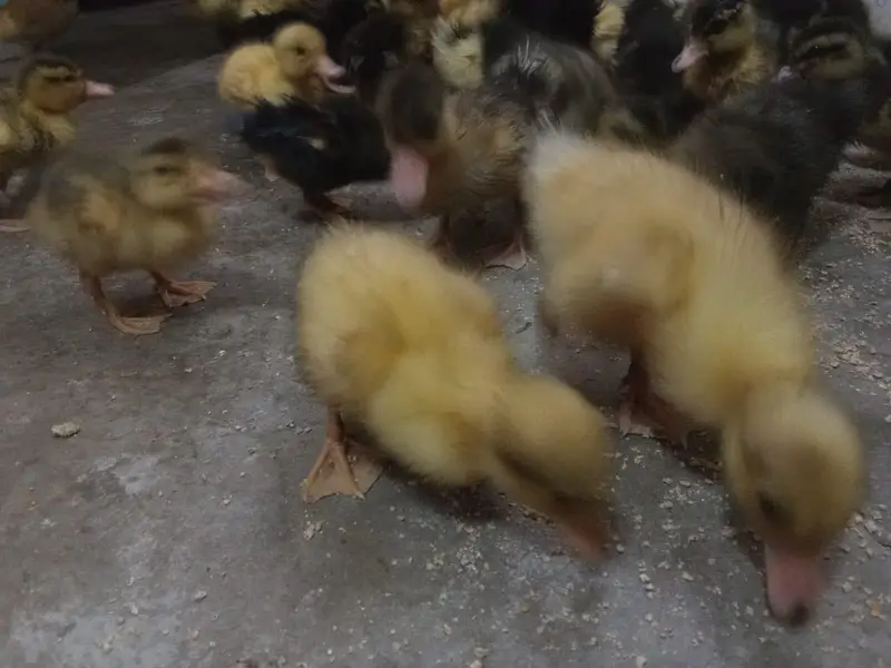 day 1 to 3 month duck for sell home delivery — photo 5