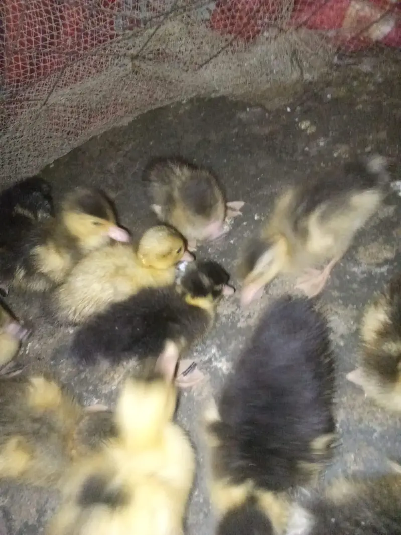 day 1 to 3 month duck for sell home delivery — photo 6