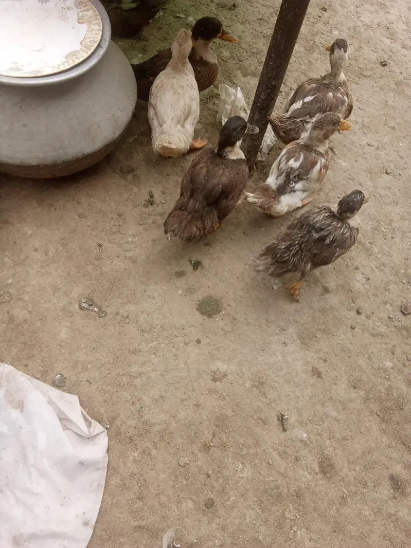 day 1 to 3 month duck for sell home delivery — photo 7