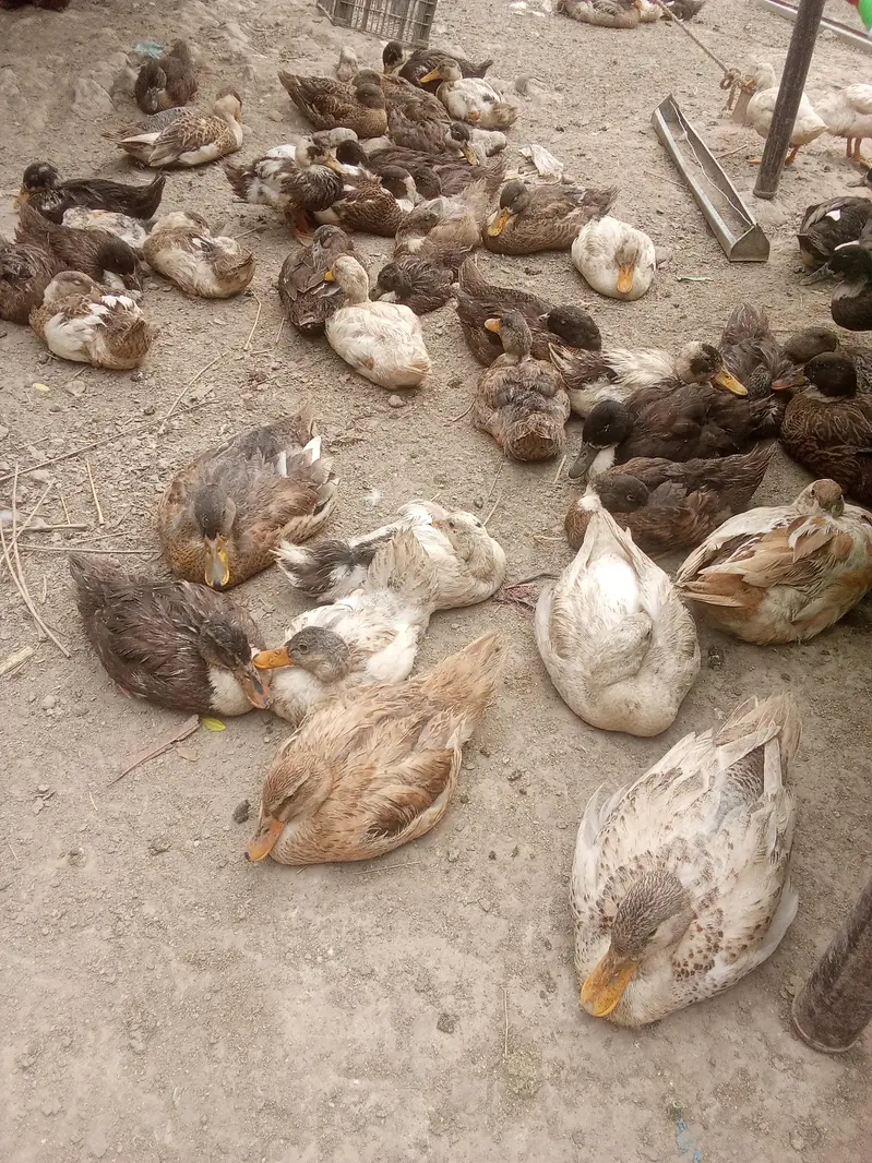 day 1 to 3 month duck for sell home delivery — photo 8