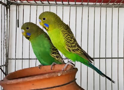 Black face budgie