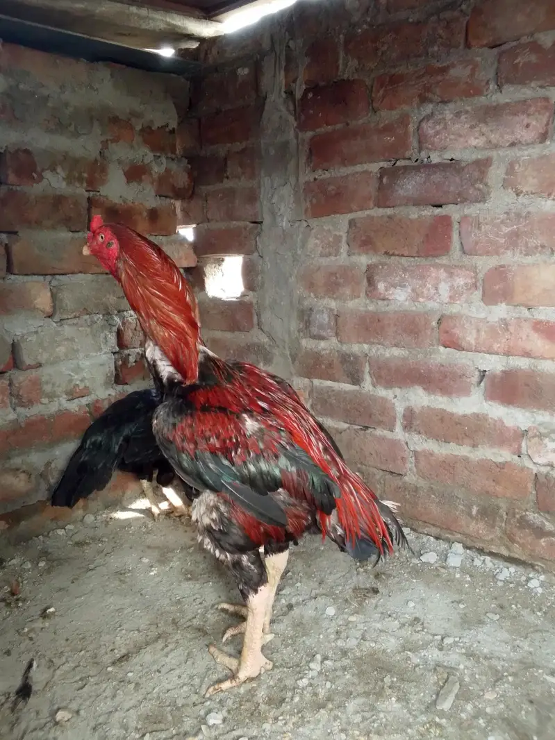 aseel murga — photo 3