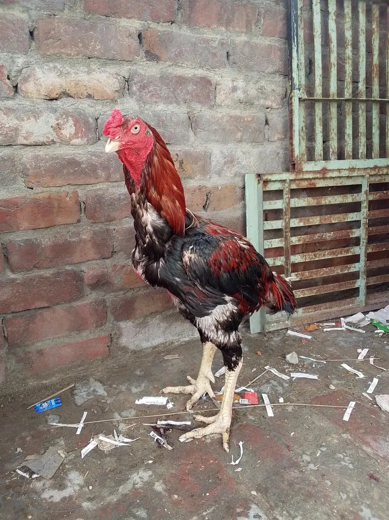 aseel murga — photo 6