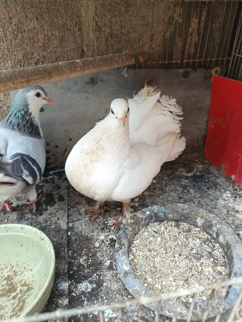 sherazi ot laka — photo 6