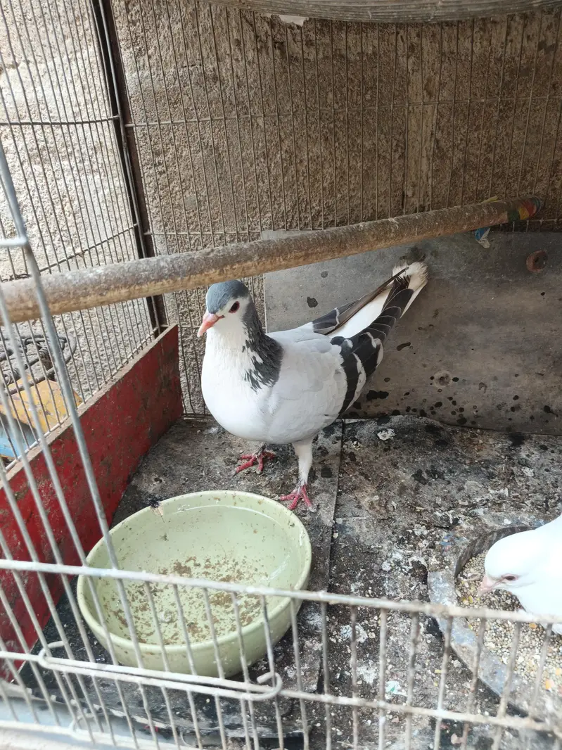 sherazi ot laka — photo 9