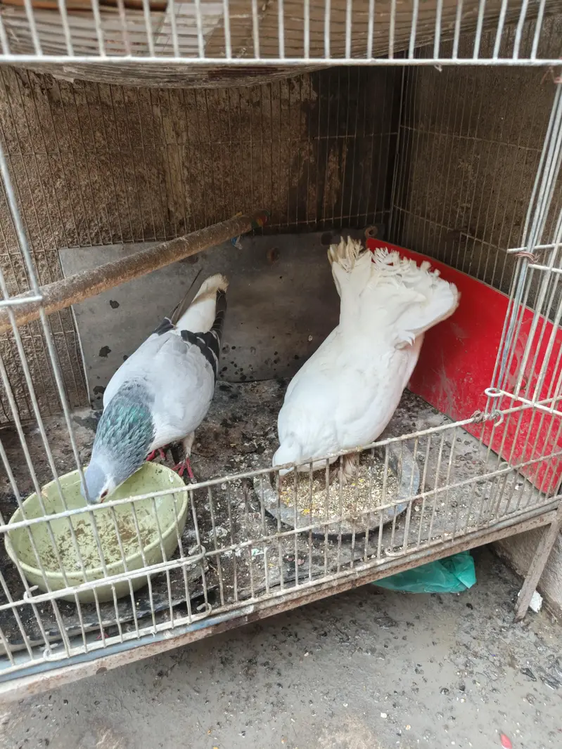sherazi ot laka — photo 10