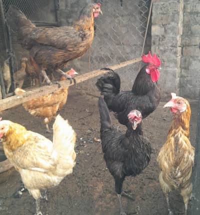 desi murgi for sale