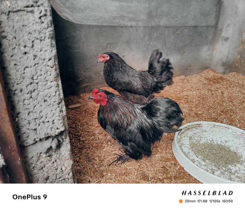 Bantam hen pair 0