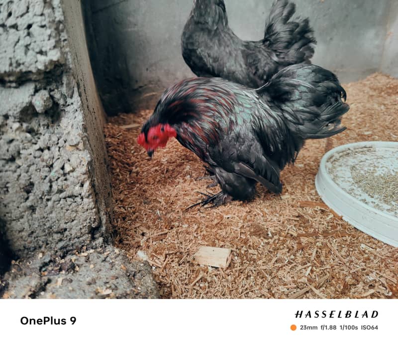 Bantam hen pair 1