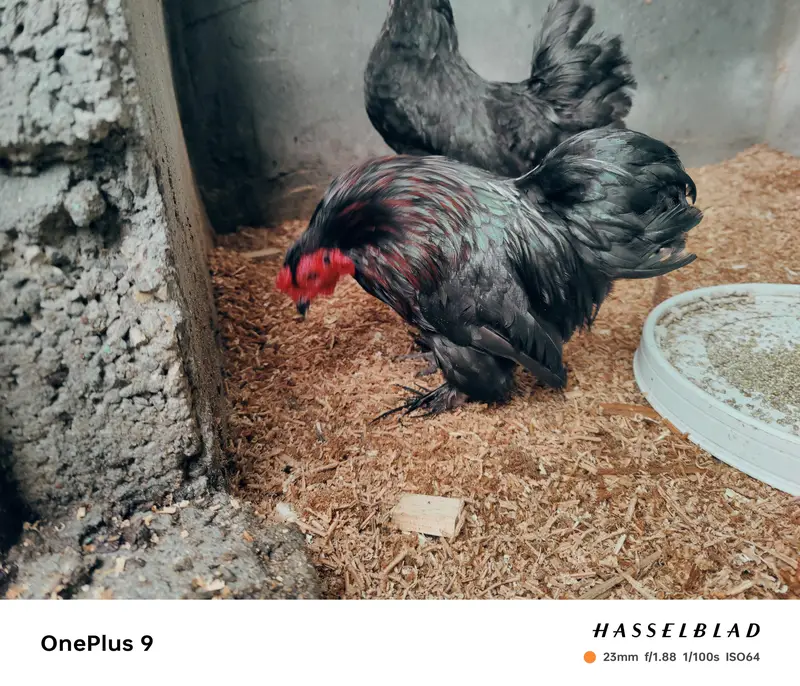 Bantam hen pair — photo 2