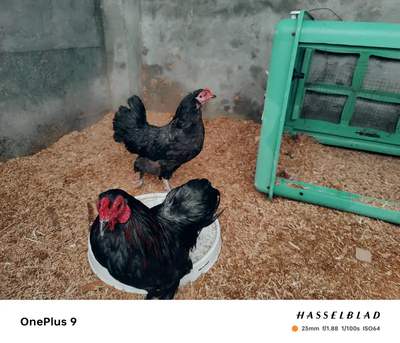 Bantam hen pair — photo 3
