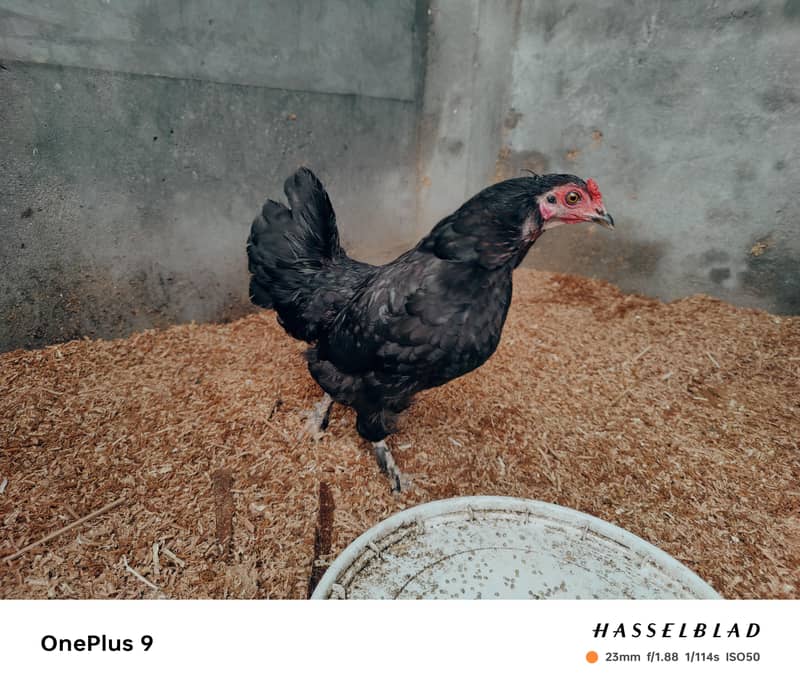 Bantam hen pair 3