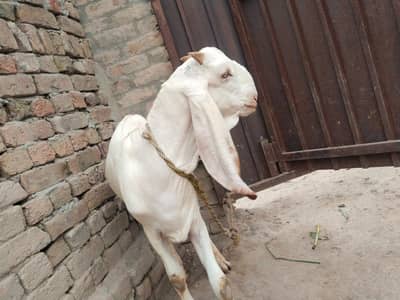 desi Bakra for Sale Mashallah Call 03490704921
