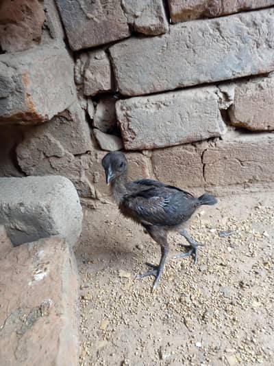 drogan chick for sale black skin black eyes health wtsapp 03014616729