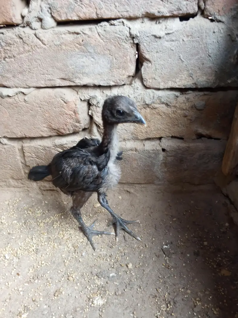 drogan chick for sale black skin black eyes health wtsapp 03014616729 — photo 7