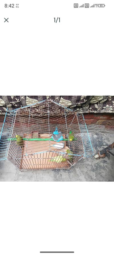 Australian parrot per pic 300