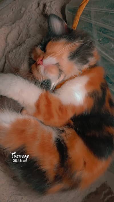 fully vaccinated pension female cat