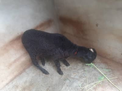 Sheep