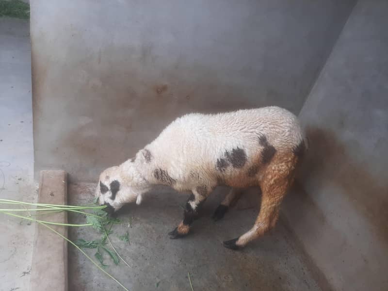 Sheep 1