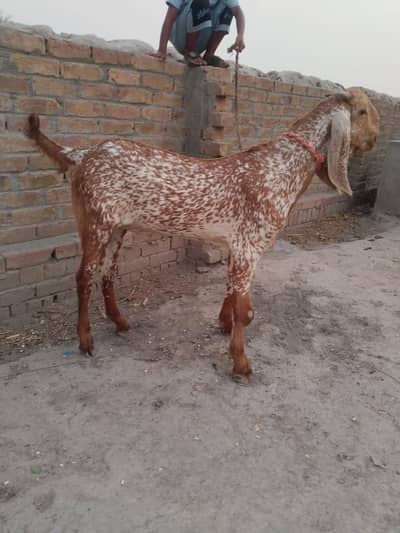 desi Bakra for Sale Call  03490704921