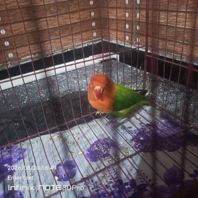 great and healthy lovebird for sale