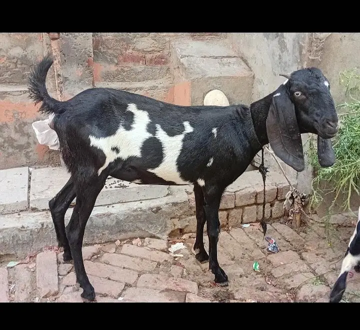 2 bakriya or 2 path for sale — photo 2