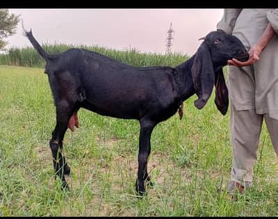 2 bakriya or 2 path for sale
