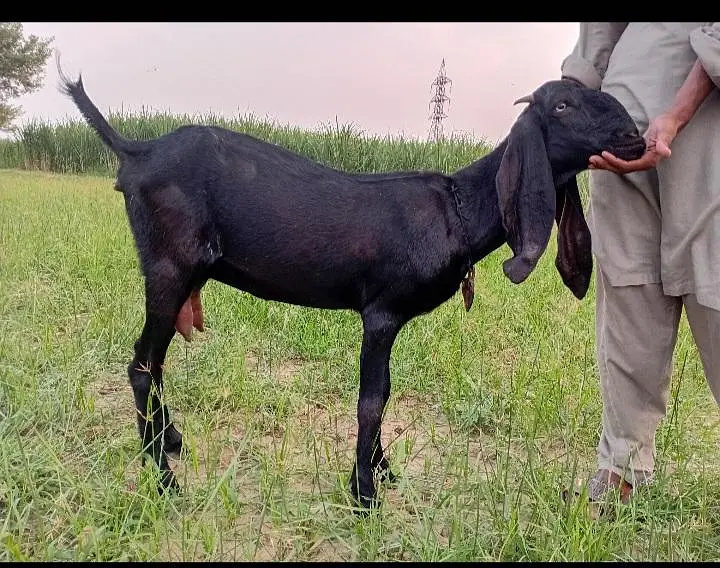 2 bakriya or 2 path for sale — photo 3