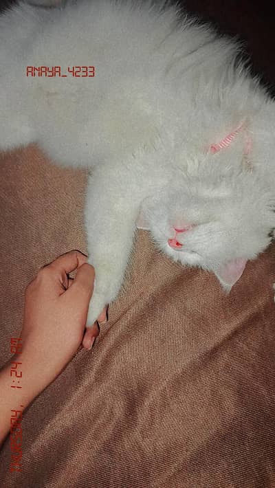 persian female cat
