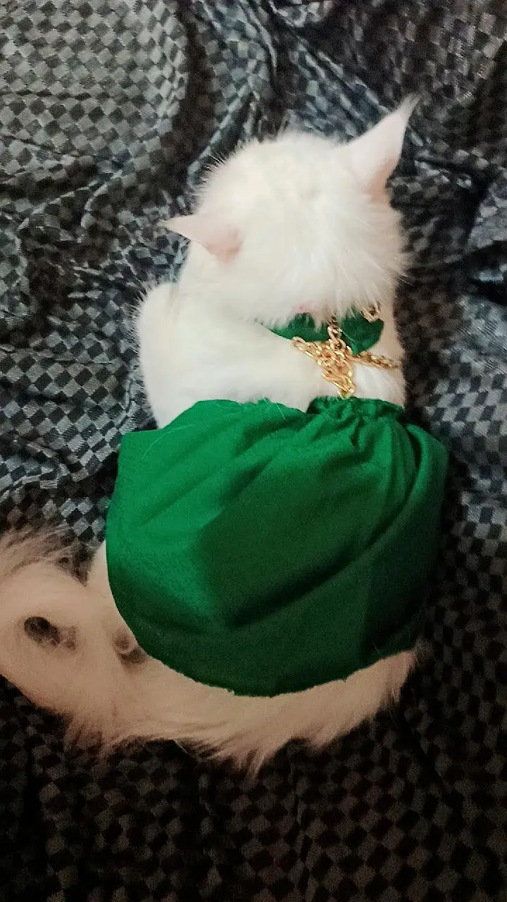 persian female cat — photo 2