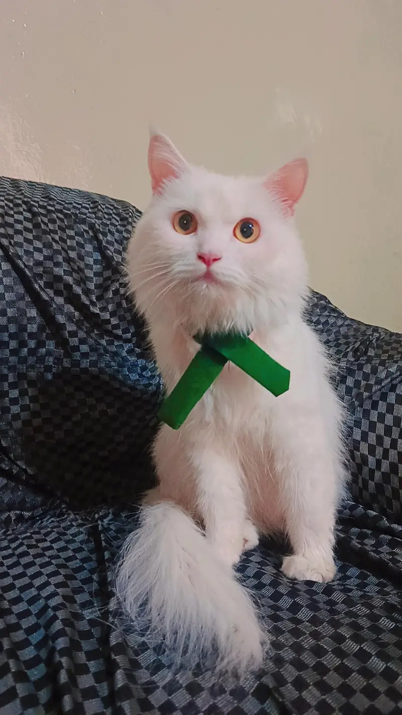 persian female cat — photo 3