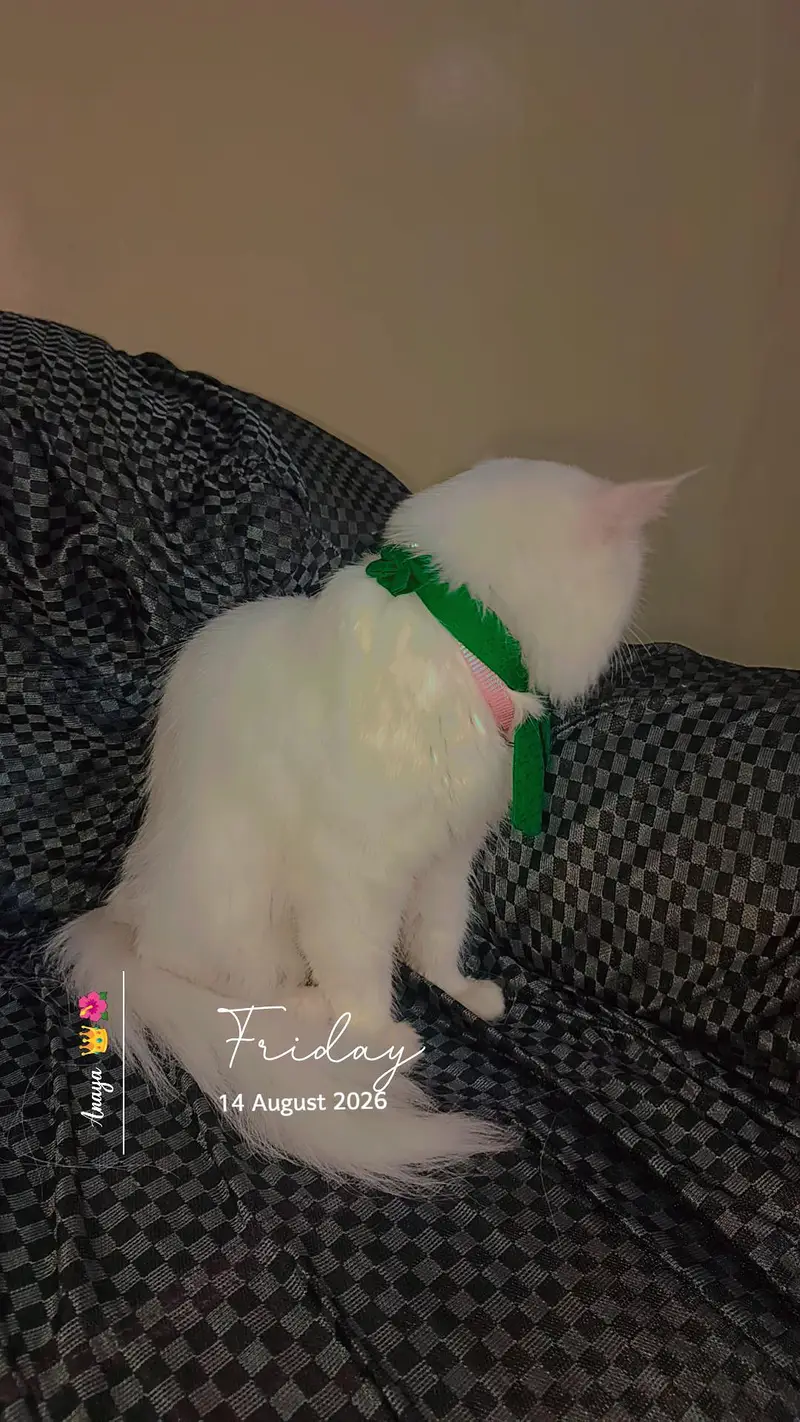 persian female cat — photo 4