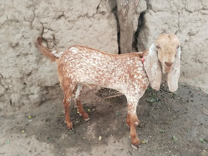 desi Bakra for Sale Mashallah Call  03490704921 — photo 2