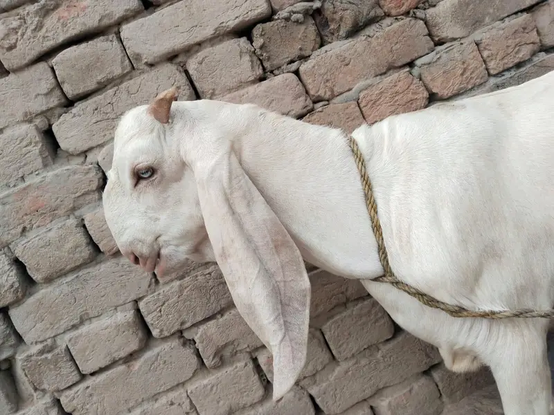 desi Bakra for Sale Mashallah Call  03490704921 — photo 2
