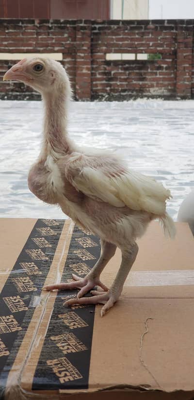 Pure Hera Aseel Chicks
