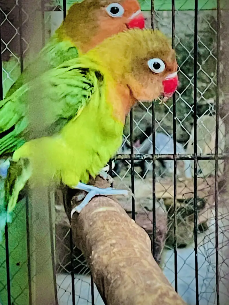 Fisher lover birds — photo 2