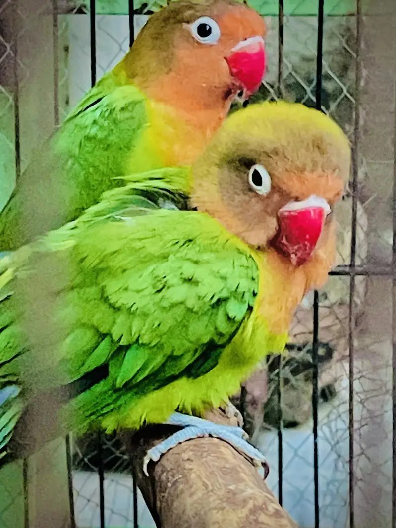 Fisher lover birds — photo 3