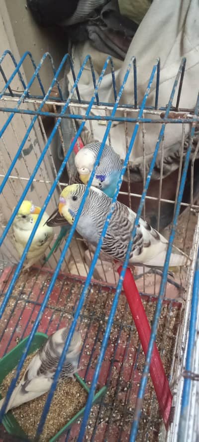 Home care birds