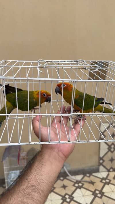 Full ective birds