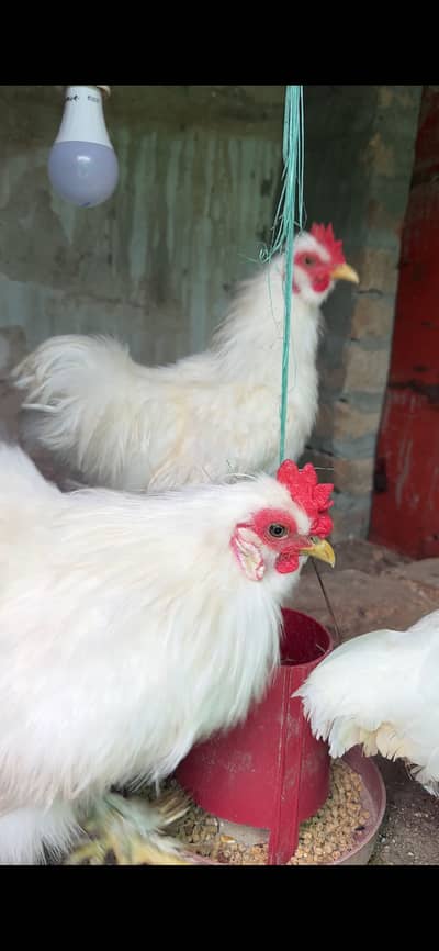 Silk Bantam 2 males Available