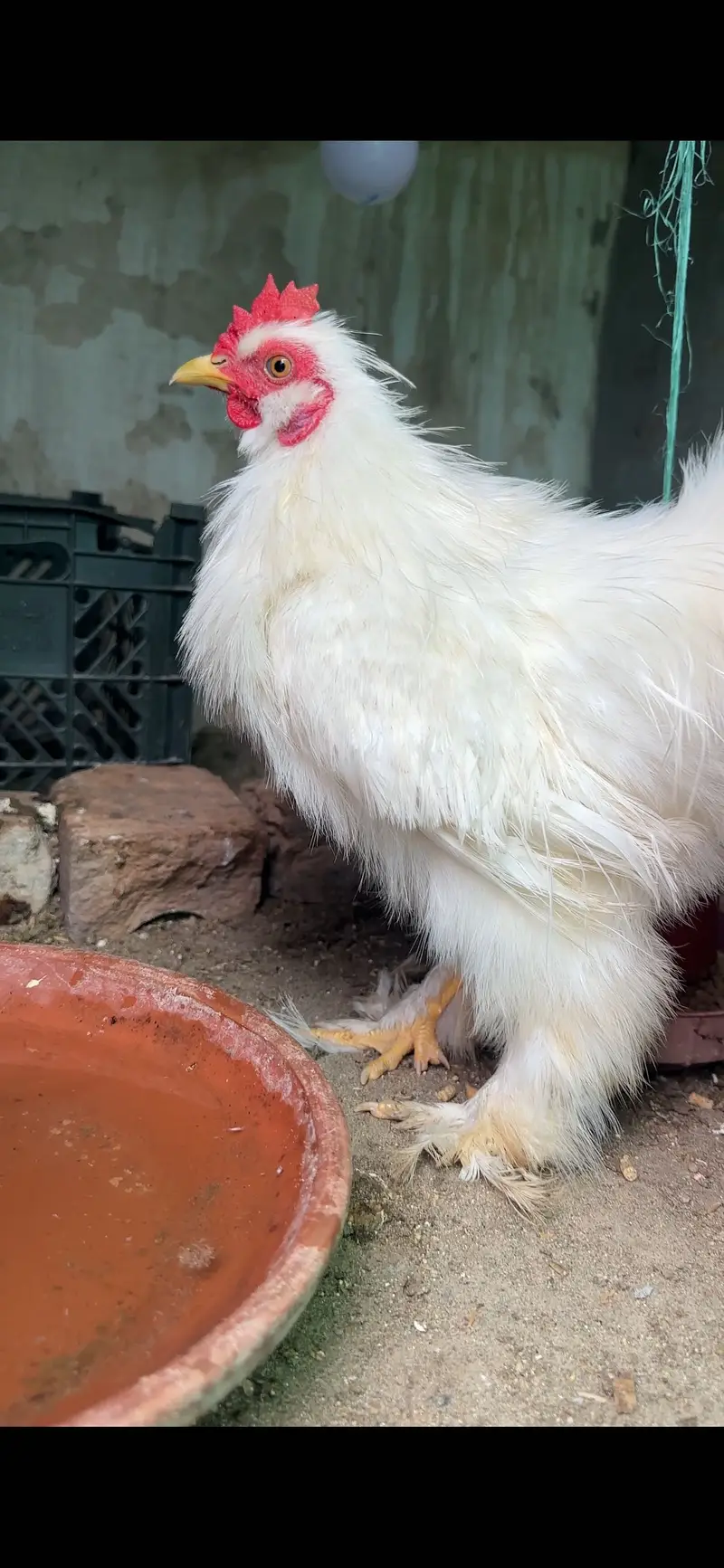 Silk Bantam 2 males Available — photo 2