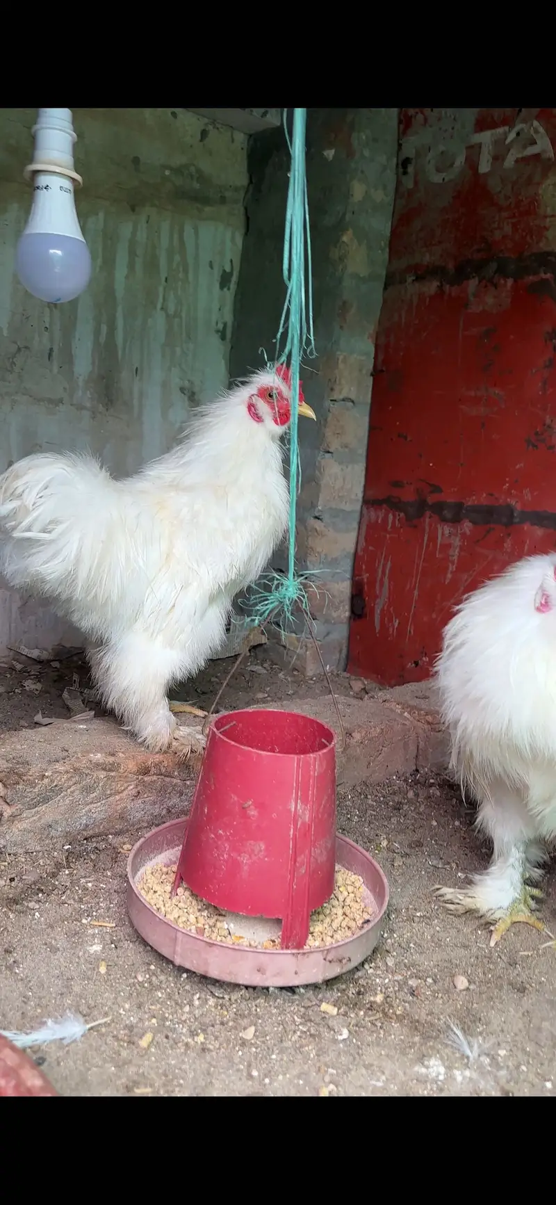 Silk Bantam 2 males Available — photo 3