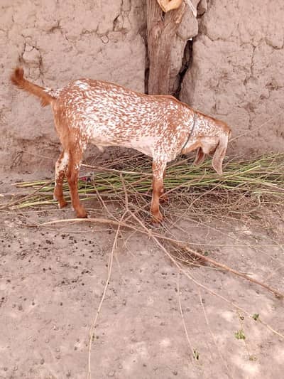 desi Bakra for Sale Mashallah 03490704921